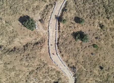 Beklenen gün geldi: Şifa deposu ürün için hasat zamanı